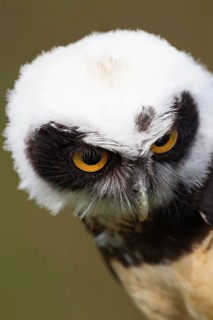 Spectacled owl (Pulsatrix perspicillata) adult bird head portrait, England, United Kingdom -