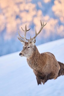 Red deer (Cervus elaphus) stag on a snowy meadow in the mountains in tirol, Kitzbühel, Wildpark