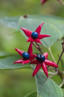 Japanese lotus tree (Clerodendrum trichotomum var. fargesii), Berggarten, Germany