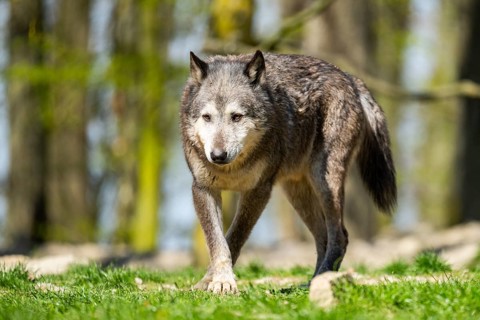 Eastern wolf (Canis lupus lycaon) walking on a meadow, Bavaria, Germany