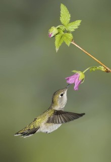 Anna's Hummingbird (Calypte anna), British Columbia, Canada
