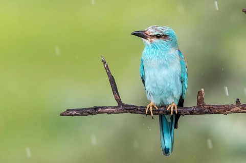 European Roller (Coracias garrulus) perched on a branch in the rain, Subotica, Serbia