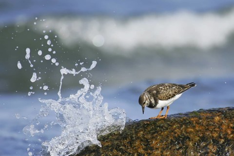 Ruddy Turnstone (Arenaria interpres) juvenile, Mecklenburg-Western Pomerania, Germany