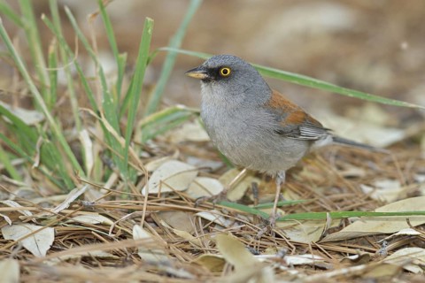 Yellow-eyed Junco (Junco phaeonotus) perched on the ground in southern Arizona, USA