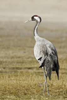 Common Crane (Grus grus), Laguna de Gallocanta, Spain