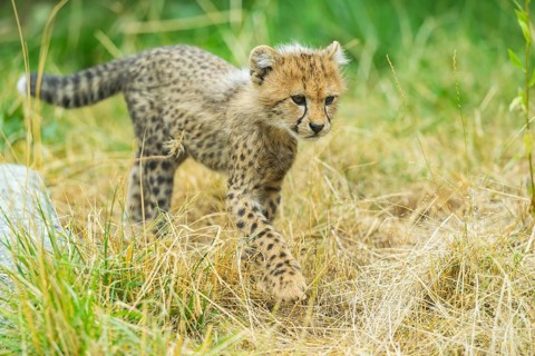 Cheetah (Acinonyx jubatus) youngster walking on a meadow, captive, occurrence Africa