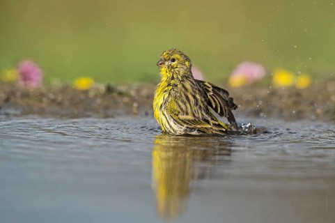 European Serin (Serinus serinus) bathing at a waterhole, Aosta Valley, Italy