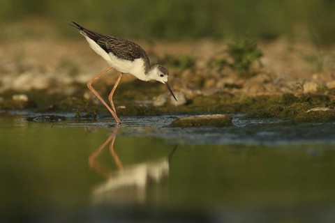 Black-winged Stilt (Himantopus himantopus) juvenile foraging, Piedmont, Italy