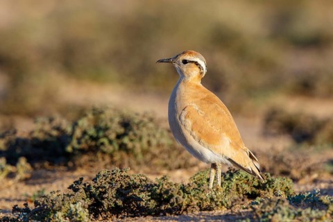 Cream-colored Courser (Cursorius cursor), Fuerteventura, Spain
