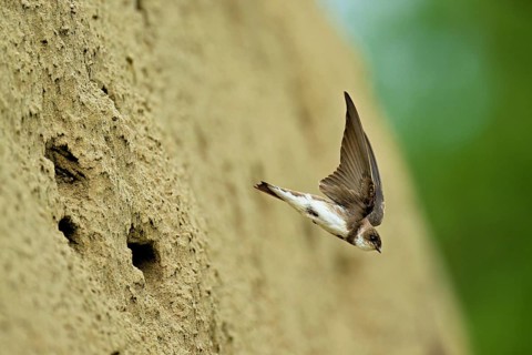 Sand martin (Riparia riparia), taking off from its breeding tube, Reussegg nature reserve, Canton