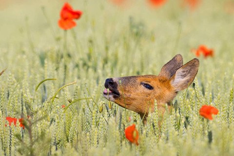 Roe deer, European roe deer, (Capreolus capreolus), hiding in a grain field, portrait, Hockenheim,