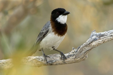 White-breasted Whistler (Pachycephala lanioides) male, Western Australia, Australia