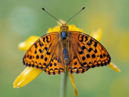 High brown fritillary (Argynnis adippe), High brown fritillary, butterfly, insect, Black Forest,
