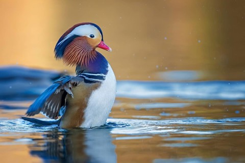 Mandarin Duck (Aix galericulata) male, Saxony-Anhalt, Germany