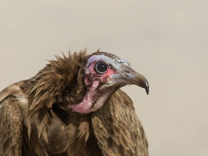 Hooded Vulture (Necrosyrtes monachus), Gambia
