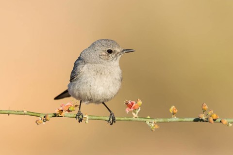 Blackstart (Oenanthe melanura) perched on a branch, Eilat, Israel