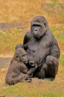 Western gorilla (Gorilla gorilla), adult, female, with young, sitting, on ground