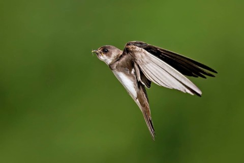 Sand martin (Riparia riparia), in flight with food in its beak, Reussegg nature reserve, Canton