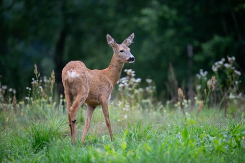 Roe deer (Capreolus capreolus) at attention in a forest clearing, Tyrol, Austria