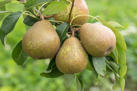 Pear (Pyrus communis 'Madame Verte'), Bundessorteamt, Germany