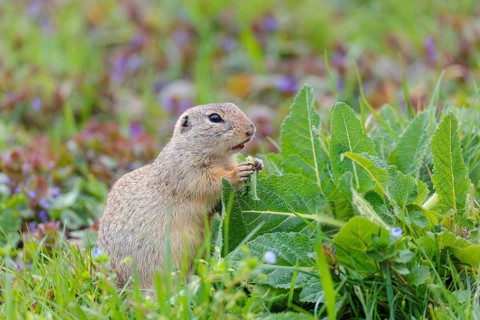 An adult ground squirrel (Spermophilus citellus) eats leaves and flowers on a cloudy day in a green