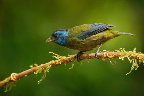 Moss-backed tanager, Bangsia edwardsi, tropic bird sitting on the moss branch in the na nature
