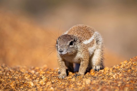 Cape ground squirrel (Xerus inauris), Pontok-Berge, Spitzkoppe, Große Spitzkuppe Nature Reserve,