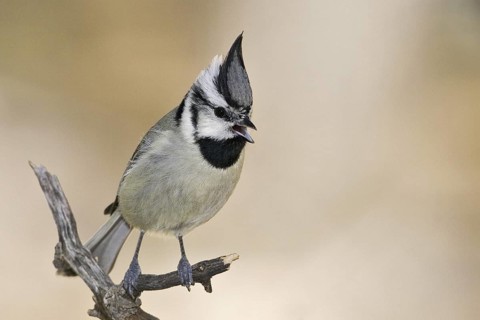 Bridled Titmouse (Baeolophus wollweberi), Arizona, USA
