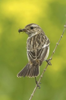 European Stonechat (Saxicola rubicola) female, Rhineland-Palatinate, Germany