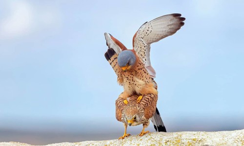 Kestrel, (Falco tinnunculus), falcon family, falcons, copula, mating, rooftop, frontal, Hides de El