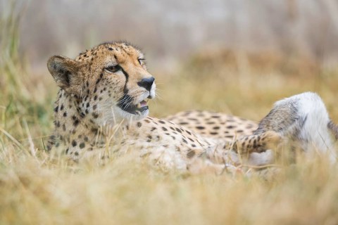 Cheetah (Acinonyx jubatus) lying in the grass, captive, occurrence Africa