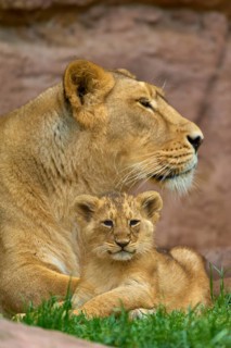 A mother lion rests in the grass while her young sits by her side, in a peaceful setting, captive,