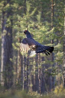 Western Capercaillie (Tetrao urogallus) male flying, Nizhegorodskaya, Russia