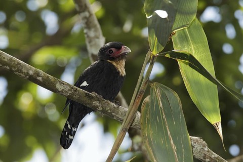 Dusky Broadbill (Corydon sumatranus), Fraser's Hill, Malaysia