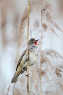 Great Reed Warbler (Acrocephalus arundinaceus) male singing, Saxony, Germany