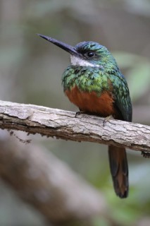 Rufous-tailed Jacamar (Galbula ruficauda) male, Pantanal, Brazil