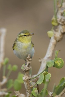 Wood Warbler (Phylloscopus sibilatrix), Oman