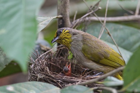 Stripe-throated Bulbul (Pycnonotus finlaysoni) with chick in nest, Kaeng Krachan, Thailand