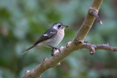 White-eared Monarch (Carterornis leucotis) juvenile perched on a branch, Queensland, Australia