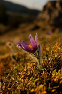 A purple Pasque flower (Pulsatilla vulgaris) in the evening light in a mountainous landscape, Upper
