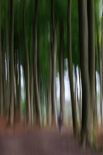 Forest walk, Mecklenburg-Western Pomerania, Germany