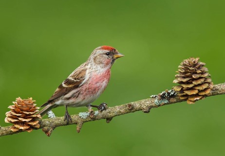 Carduelis flammea