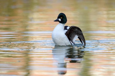 Common Goldeneye, (Bucephala clangula), swims in water, animals, birds, duck birds, ducks,