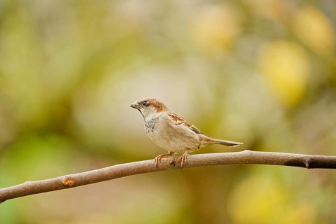 Male house sparrow (Passer domesticus) perched on a thin branch, natural autumn background with