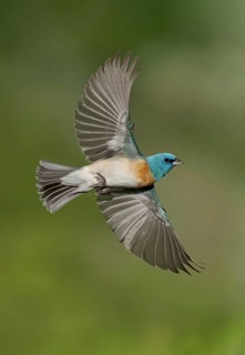 Lazuli Bunting (Passerina amoena) male flying, British Columbia, Canada