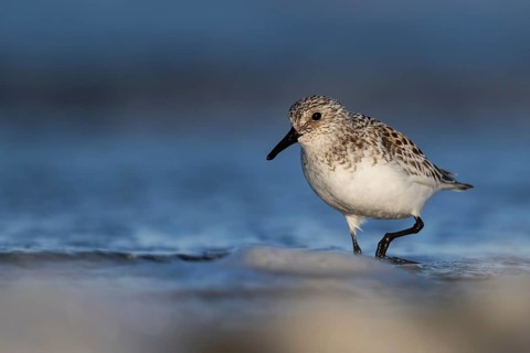 Avocet (Recurvirostra avosetta), Texel, Netherlands
