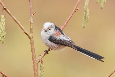 Long-tailed Tit (Aegithalos caudatus) sitting on the bush of a hazelnut (Corylus avellana),
