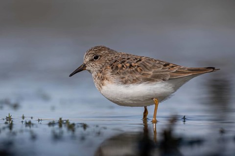 Temminck's Stint (Calidris temminckii) foraging, Schleswig-Holstein, Germany