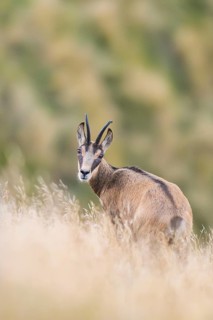 Chamois (Rupicapra rupicapra) on a meadow in the Vosges Mountains, wildlife, France