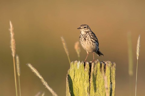 Meadow Pipit (Anthus pratensis) perched on pale, North Rhine-Westphalia, Germany